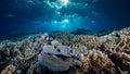 REEF PROTECTOR