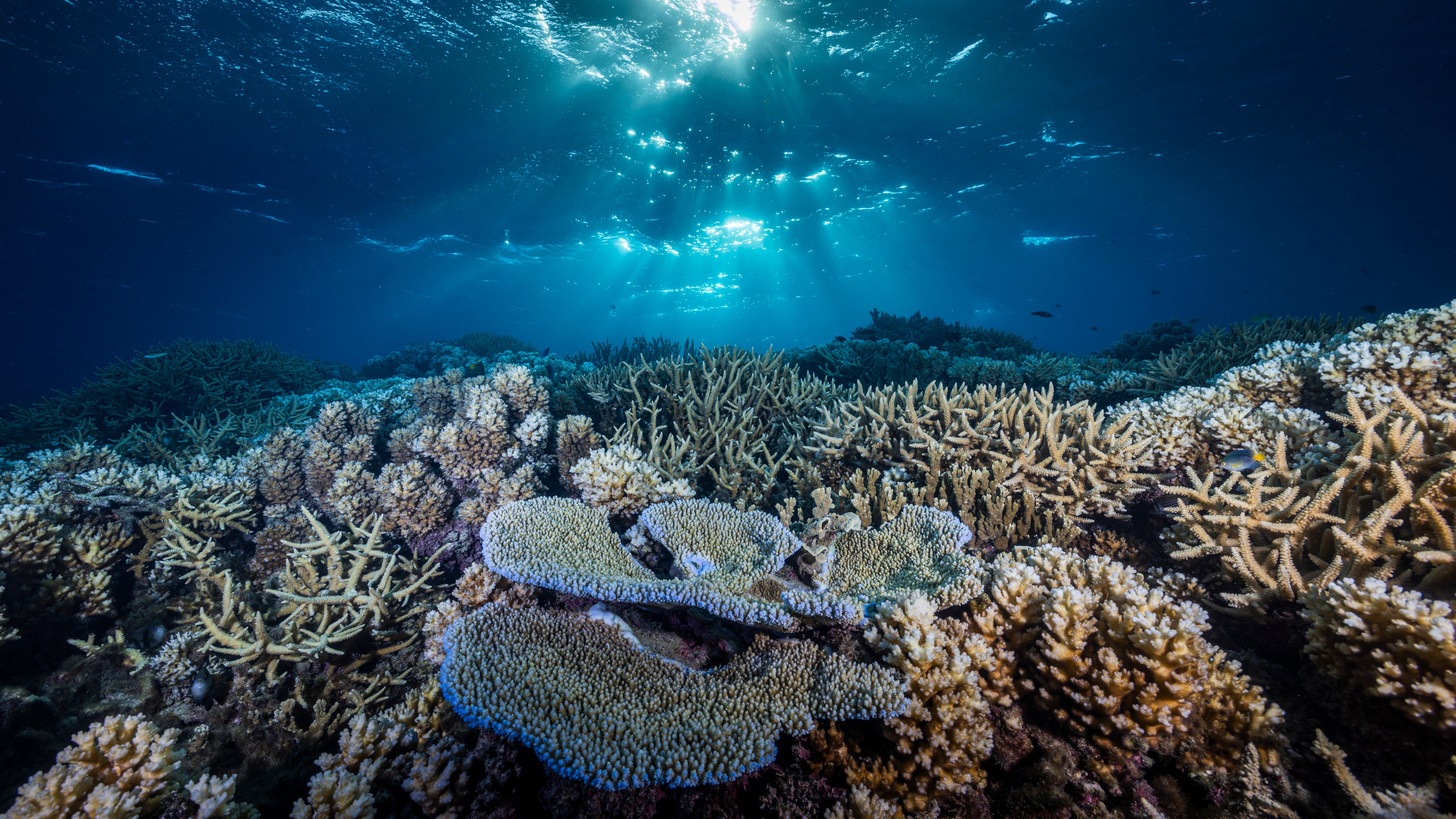 REEF PROTECTOR