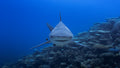 REEF AMBASSADOR
