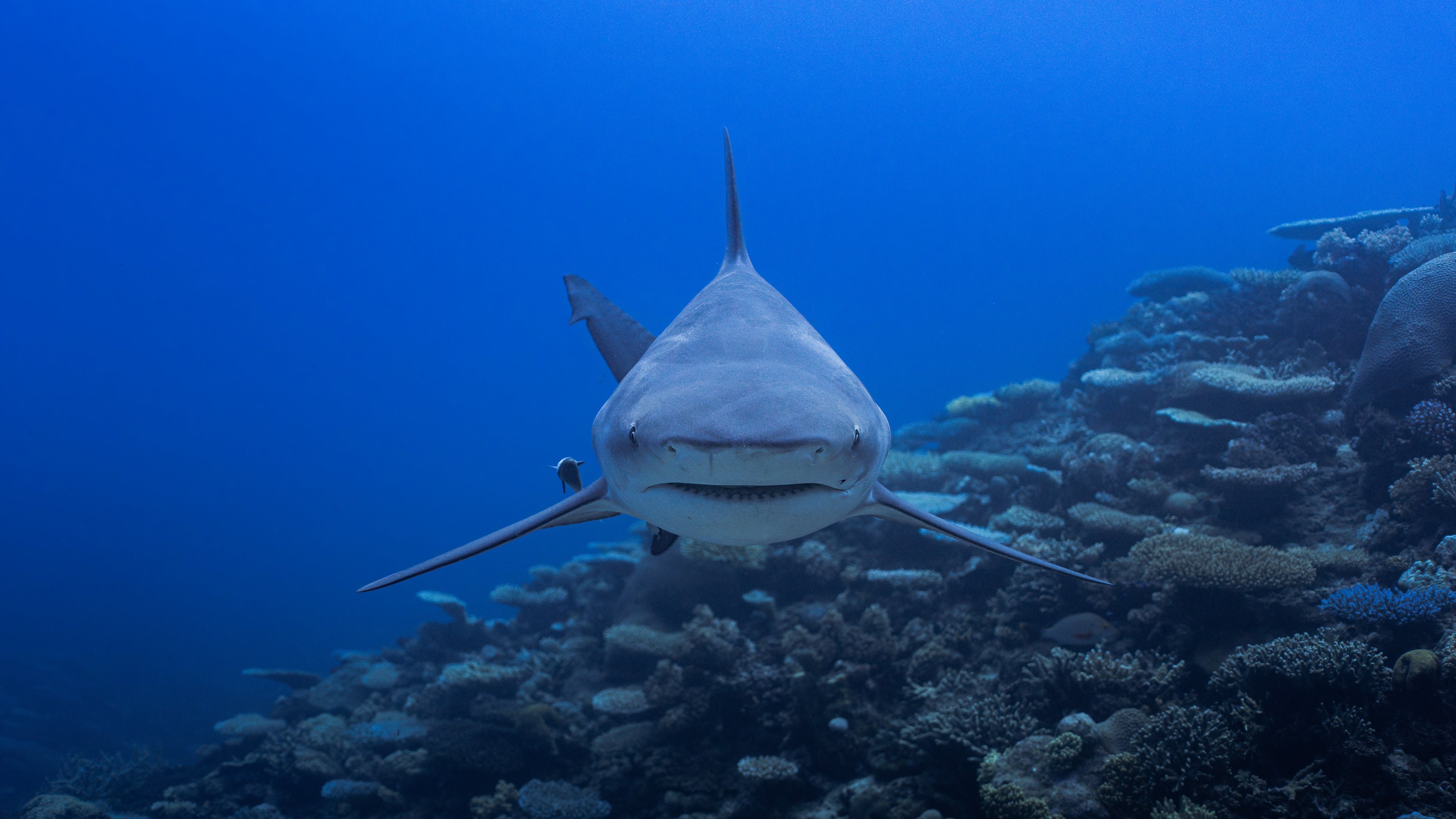 REEF AMBASSADOR