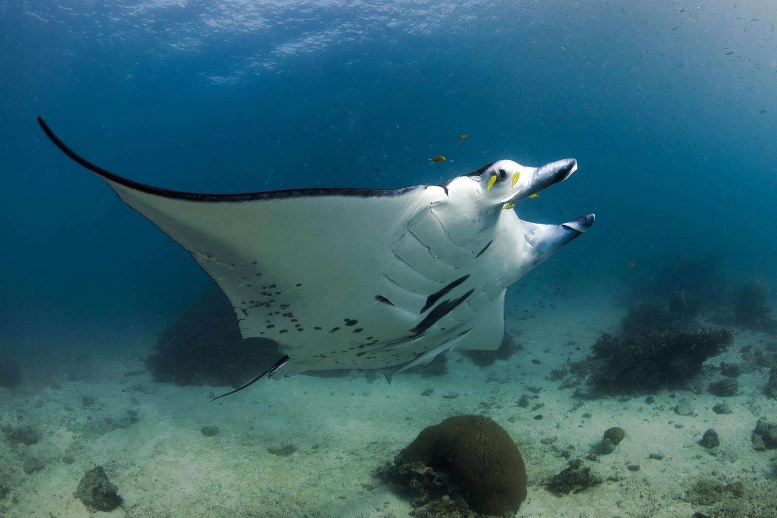 REEF GUARDIAN